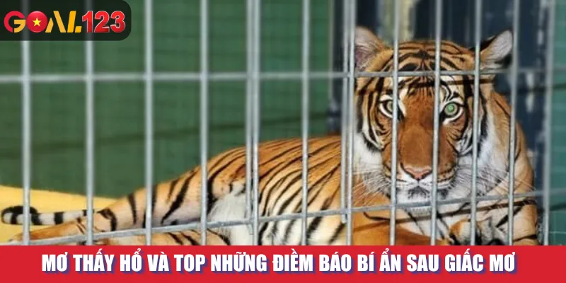 Mơ Thấy Hổ