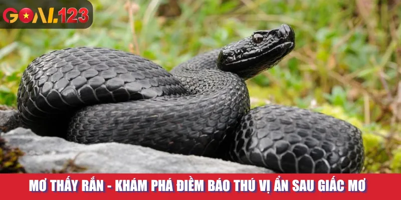 Mơ Thấy Rắn