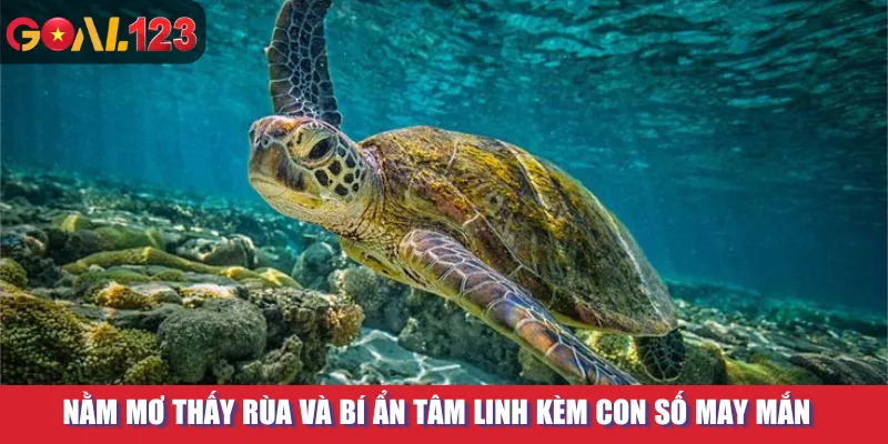 Nằm Mơ Thấy Rùa