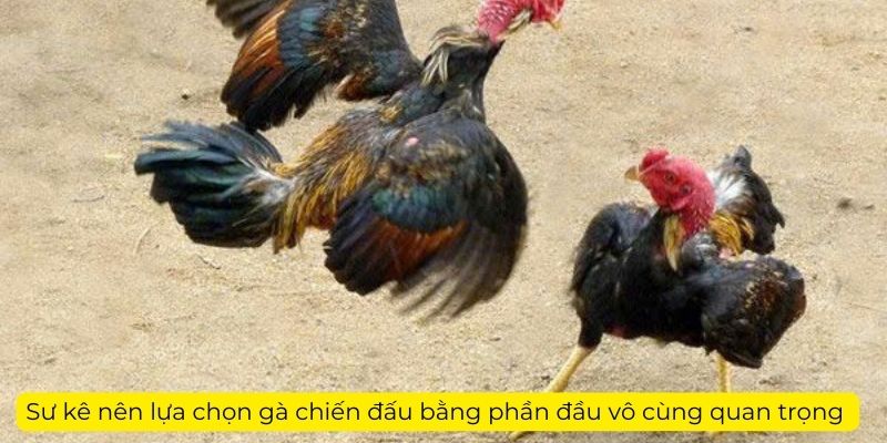 Sư kê nên lựa chọn gà chiến đấu bằng phần đầu vô cùng quan trọng