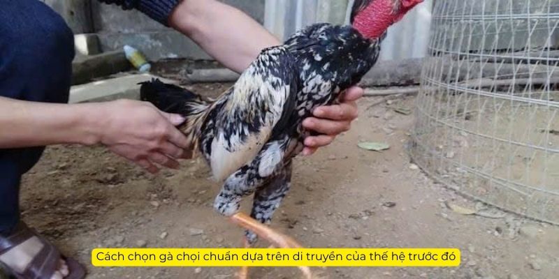 Cách chọn gà chọi chuẩn dựa trên di truyền của thế hệ trước đó