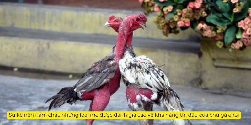 Sư kê nên nắm chắc những loại mỏ được đánh giá cao về khả năng thi đấu của chú gà chọi
