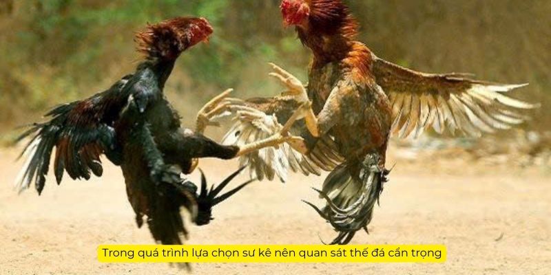 Trong quá trình lựa chọn sư kê nên quan sát thế đá cẩn trọng