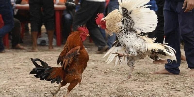 Mỗi trận đấu gà chọi Thomo chỉ diễn ra 15 phút cơ bản