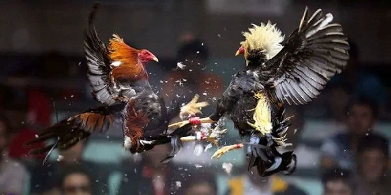Hàng trăm giải đấu được diễn ra liên tục tại đá gà Thomo mà sư kê nên trải nghiệm thử