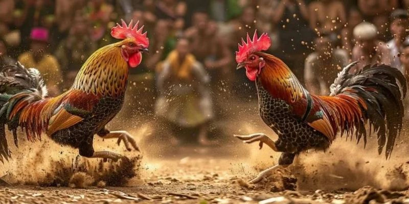 Đà gà trực tuyến hình thức cá cược không thể bỏ qua tại thương hiệu GOAL123