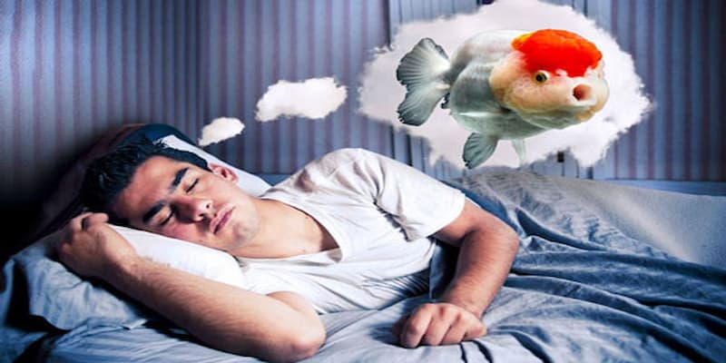 Tổng hợp các bộ số may tài lộc liên quan đến giấc mơ thấy cá