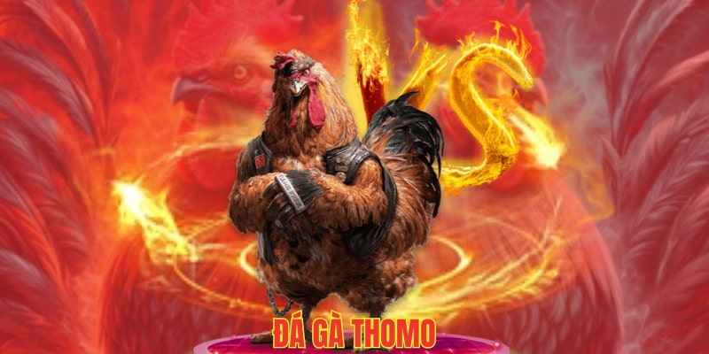 Đá gà thomo cực gay cấn tại nhà cái Goal123