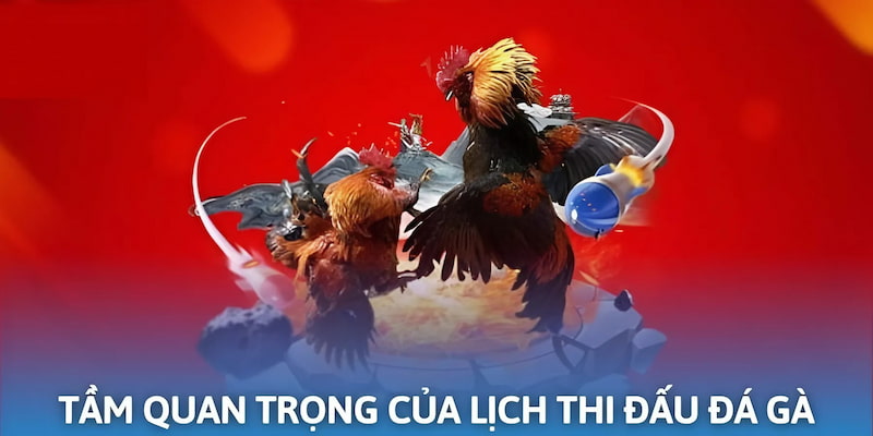 Vai trò của lịch thi đấu đá gà