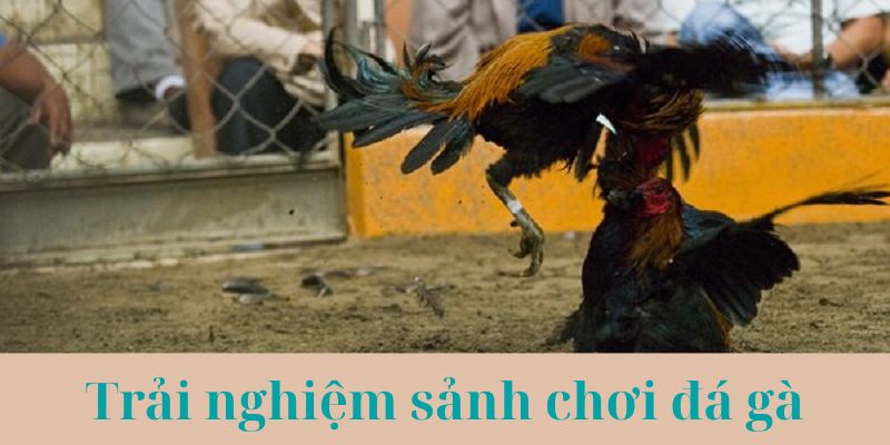 Những trải nghiệm cá cược đá kê hấp dẫn tại Goal123