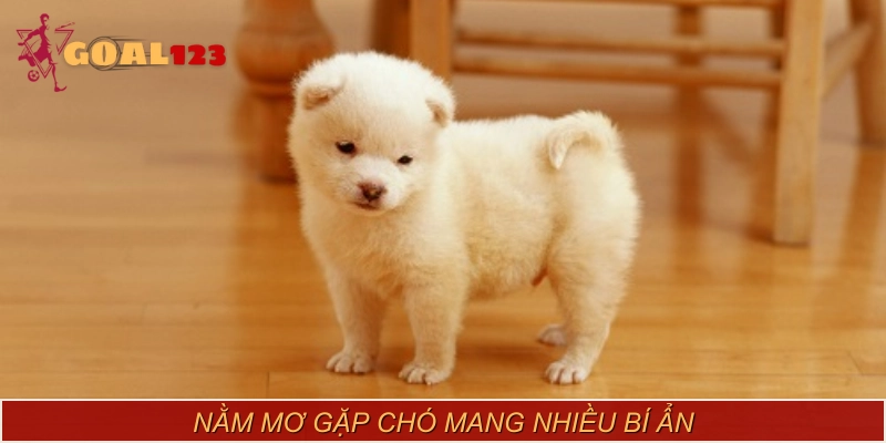 Giấc mơ gặp chó mang đến điềm báo tốt