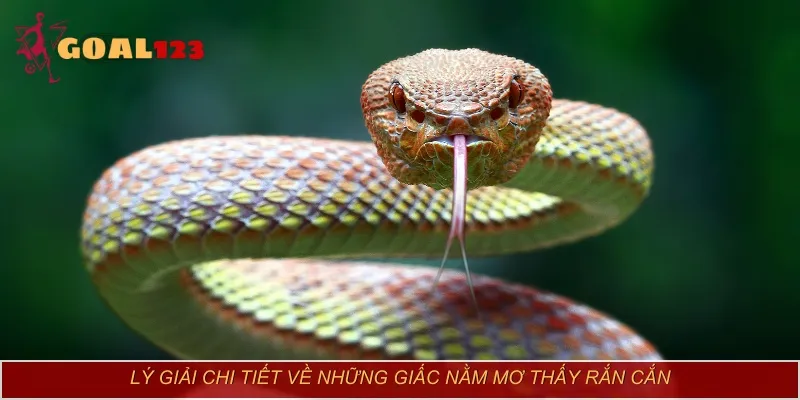 Lý giải chi tiết về những giấc nằm mơ thấy rắn cắn