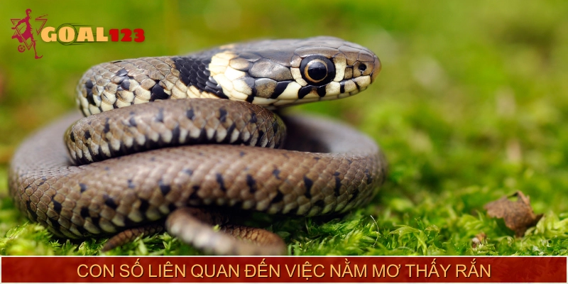 Con số may mắn liên quan đến việc nằm mơ thấy rắn