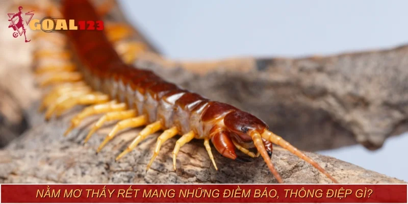 Nằm mơ thấy rết mang những điềm báo, thông điệp gì?