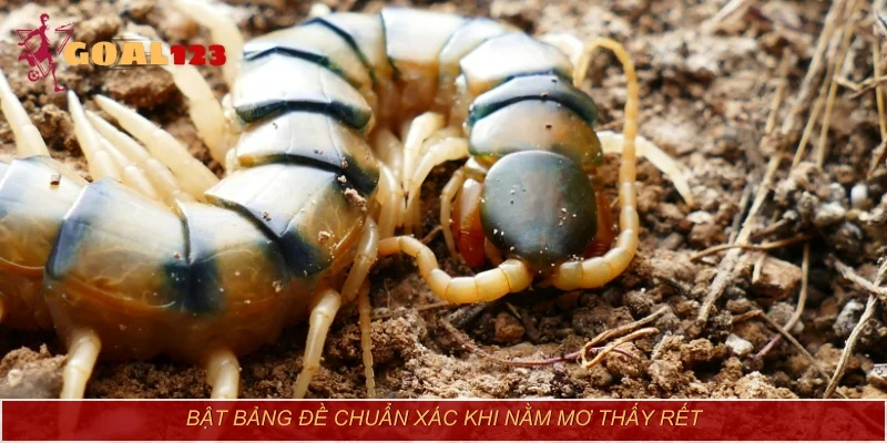 Bật bảng đề chuẩn xác khi nằm mơ thấy rết