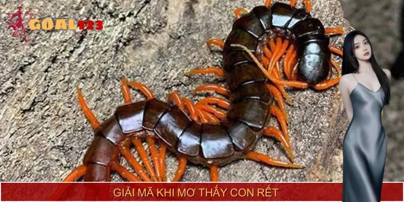 Giải mã chi tiết nhất về vấn đề mơ thấy con rết