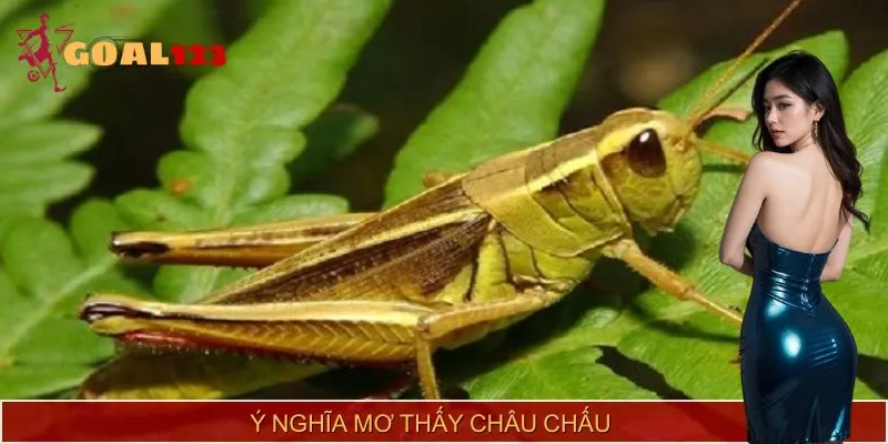 Mơ thấy châu chấu với các ý nghĩa