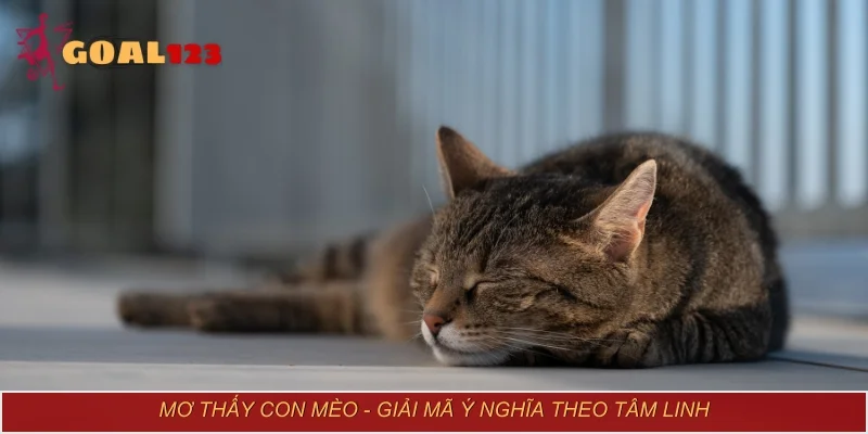 Mơ thấy con mèo - Giải mã ý nghĩa theo tâm linh