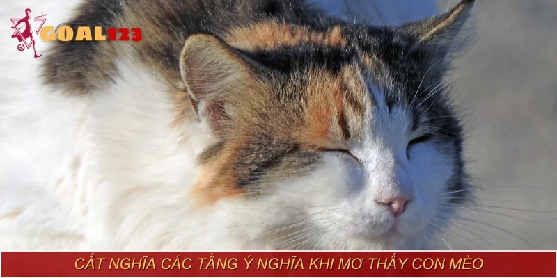 Cắt nghĩa các tầng ý nghĩa khi mơ thấy con mèo
