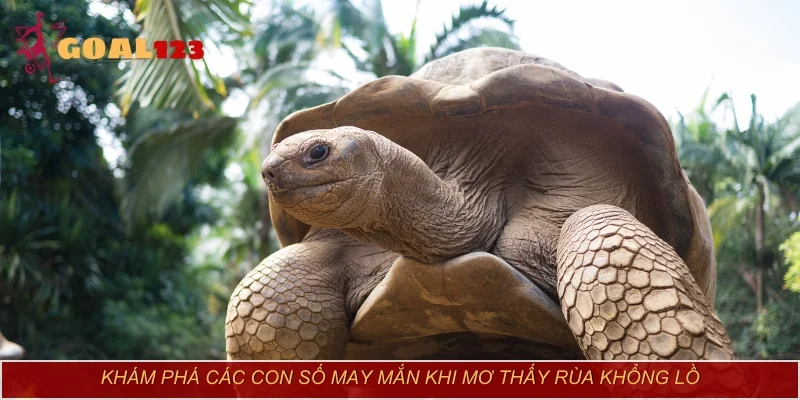 Khám phá các con số may mắn khi mơ thấy rùa khổng lồ