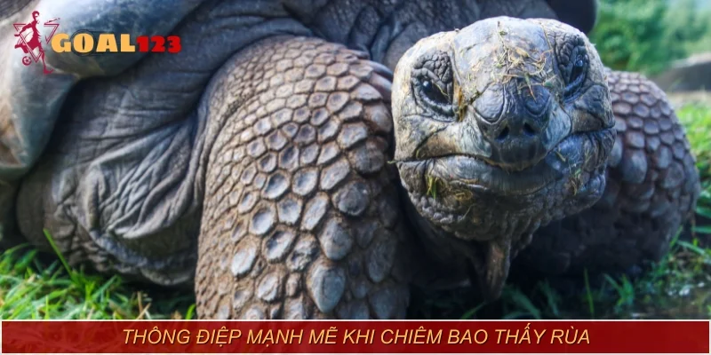 Thông điệp mạnh mẽ khi chiêm bao thấy rùa