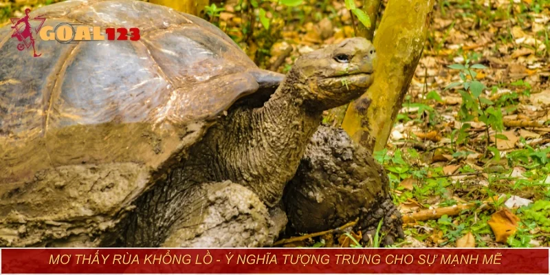 Mơ thấy rùa khổng lồ - Ý nghĩa tượng trưng cho sự mạnh mẽ
