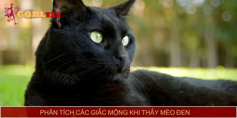 Phân tích các giấc mộng khi thấy mèo đen