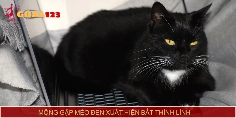 Mộng gặp mèo đen xuất hiện bất thình lình