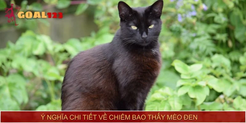 Ý nghĩa chi tiết về chiêm bao thấy mèo đen