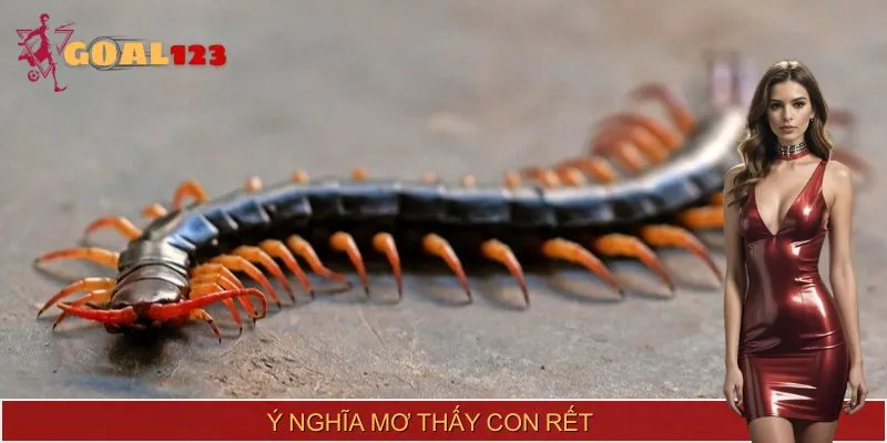 Tìm hiểu đầy đủ về ý nghĩa khi mơ thấy con rết
