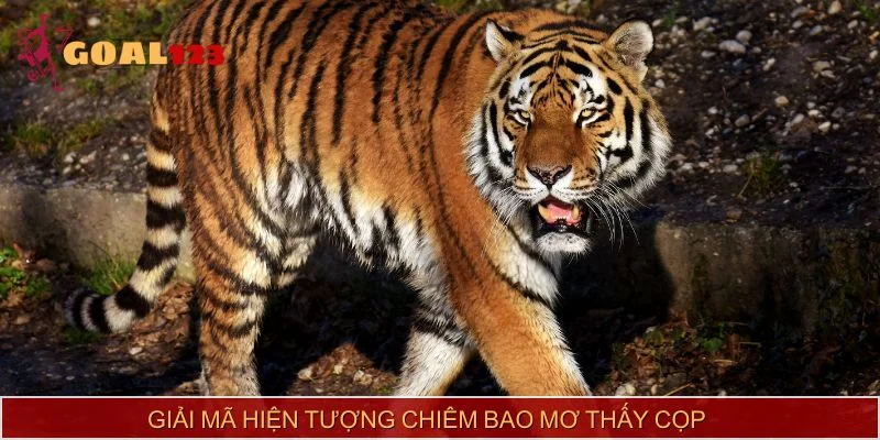 Giải mã hiện tượng chiêm bao mơ thấy cọp
