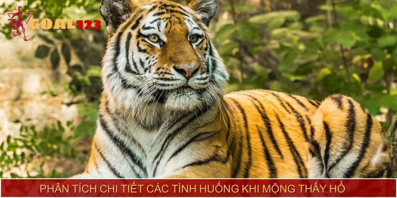 Phân tích chi tiết các tình huống khi mộng thấy hổ