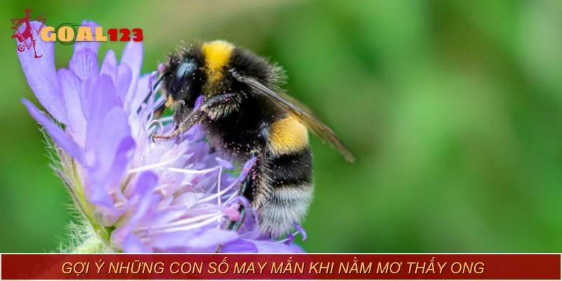 Gợi ý những con số may mắn khi nằm mơ thấy ong