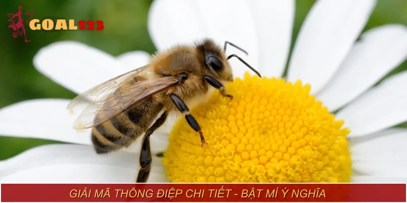 Giải mã thông điệp chi tiết - Bật mí ý nghĩa