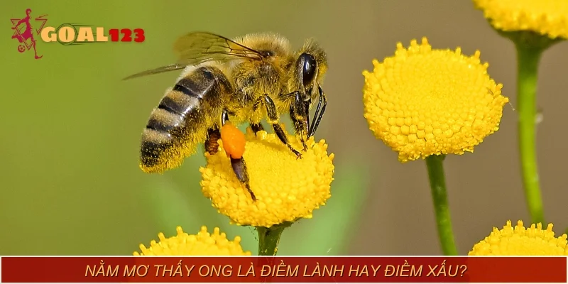 Nằm mơ thấy ong là điềm lành hay điềm xấu?